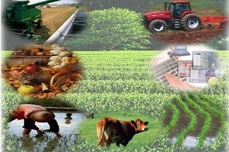sector agropecuario